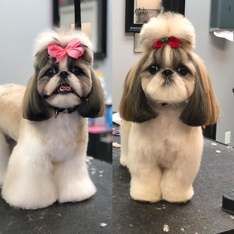 Weddington Modern Pet Salon