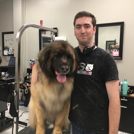 Lad Modern Pet Salon Weddington