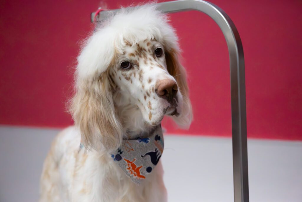 Modern Pet Salon Header