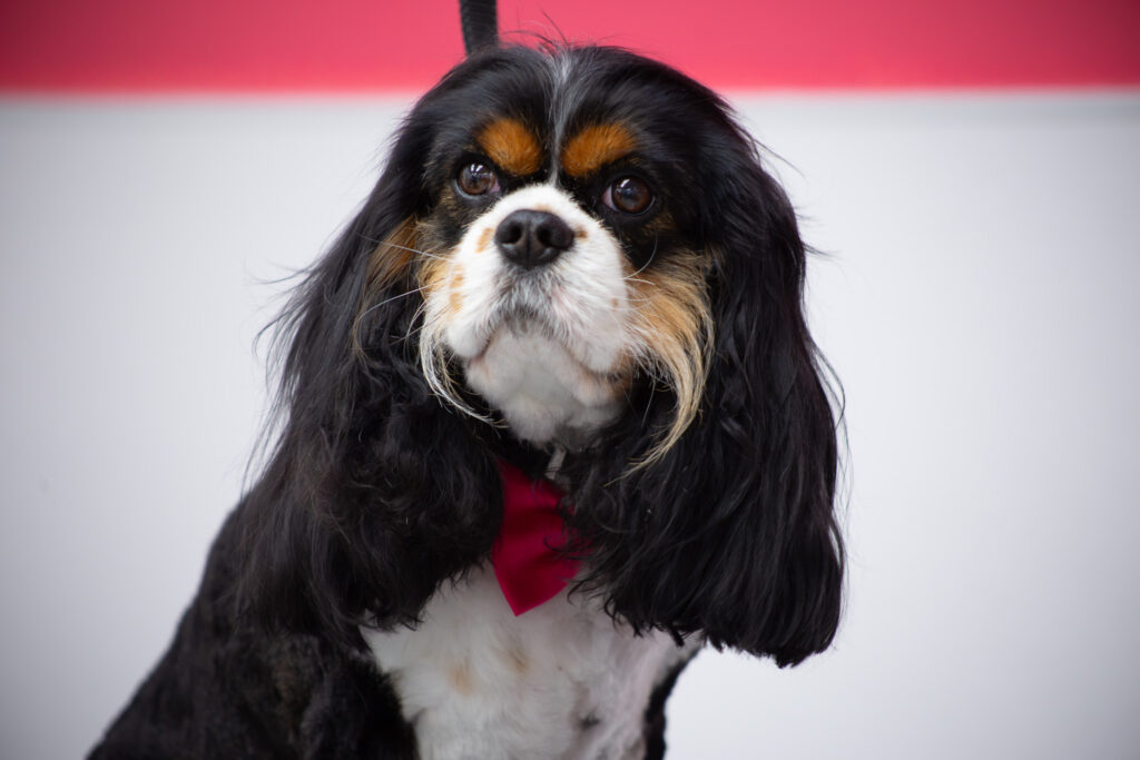 Modern-Pet-Salon-Header