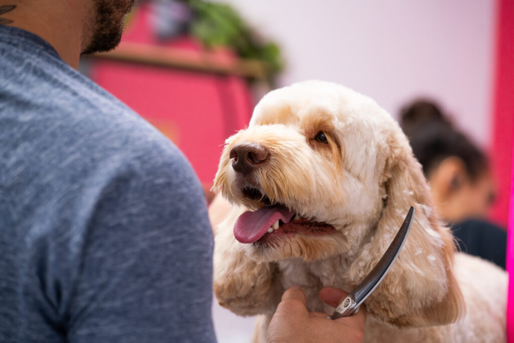 Modern Pet Salon - Header